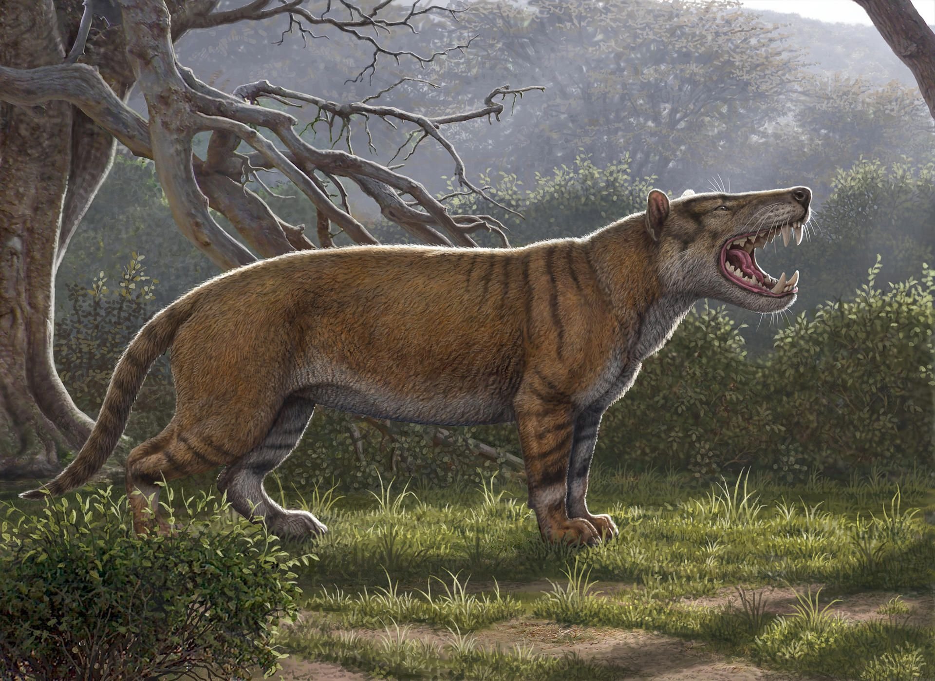 Der Simbakubwa kutokaafrika lebte vor rund 23 Millionen Jahren in Eurasien, Nordamerika und Teilen von Afrika und der arabischen Welt.