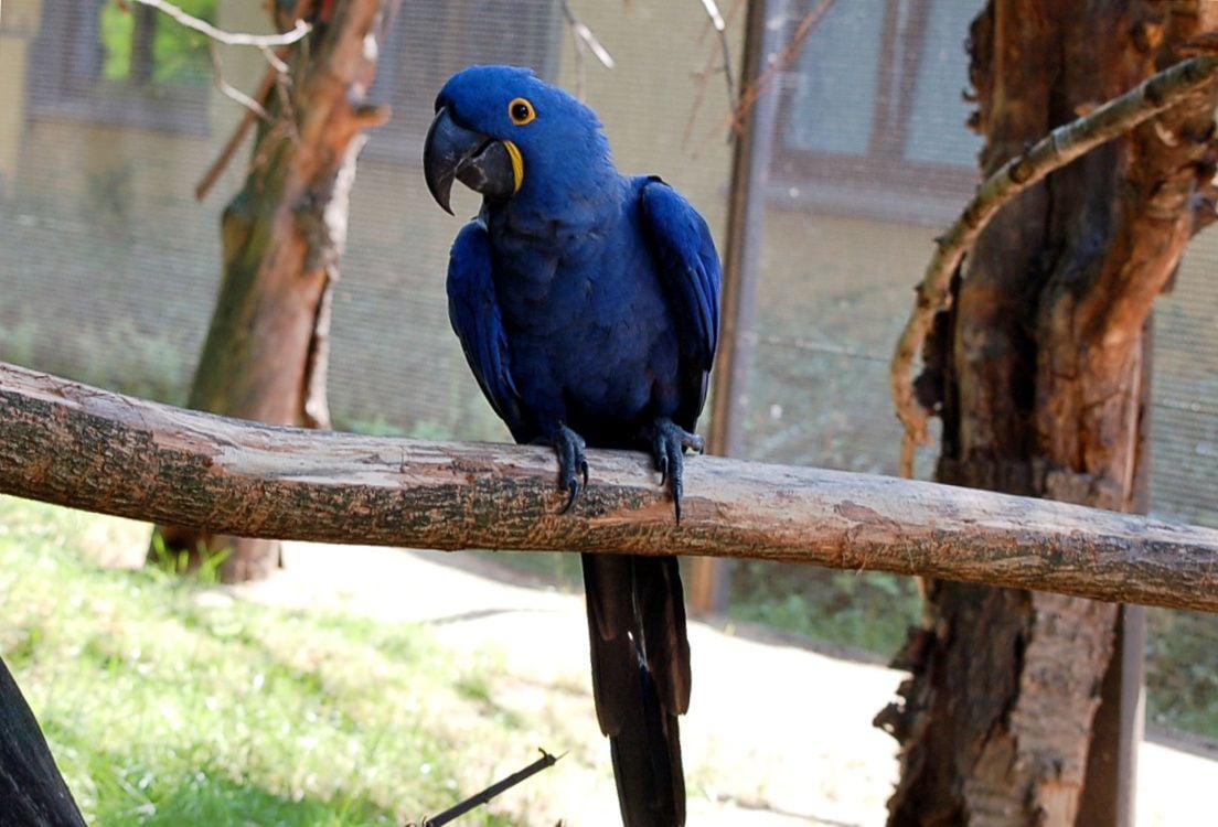 Das blaue Hyazinth-Ara-Weibchen in seinem Gehege im Zoo Dresden.