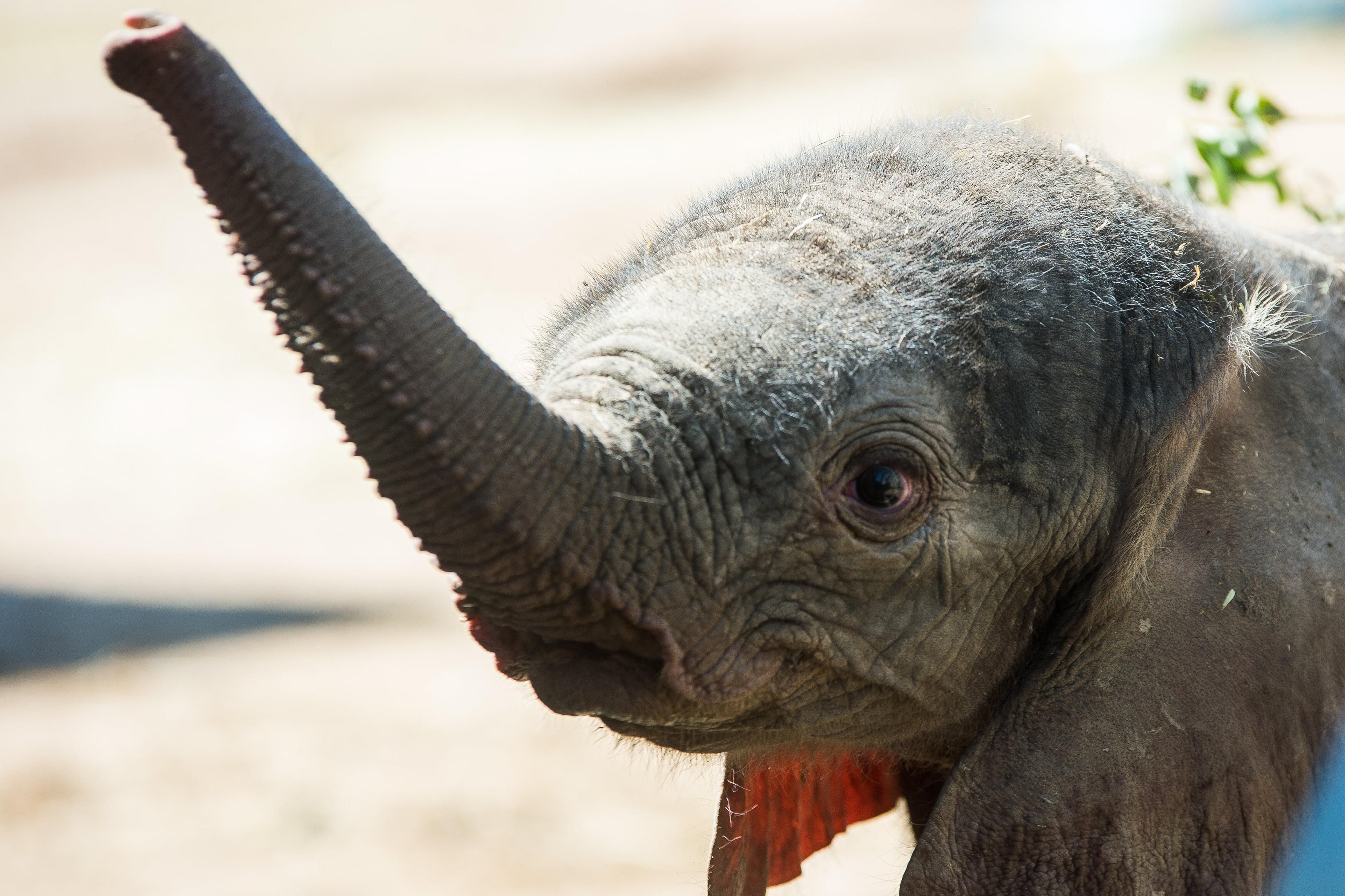 Der kleine Elefantenbulle aus dem Zoo Halle heißt jetzt Ayo.