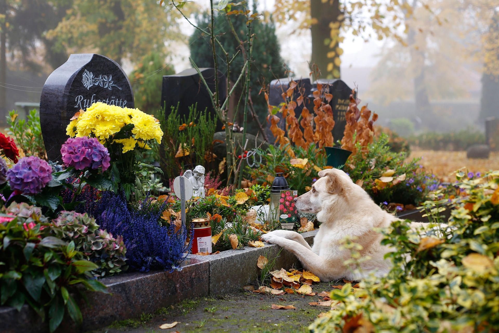 Das vom Tierschutzverein Berlin e.V. herausgegebene Foto vom 10.10.2017 zeigt einen vor einer Grabstelle auf dem Tierfriedhof in Berlin liegenden Hund.