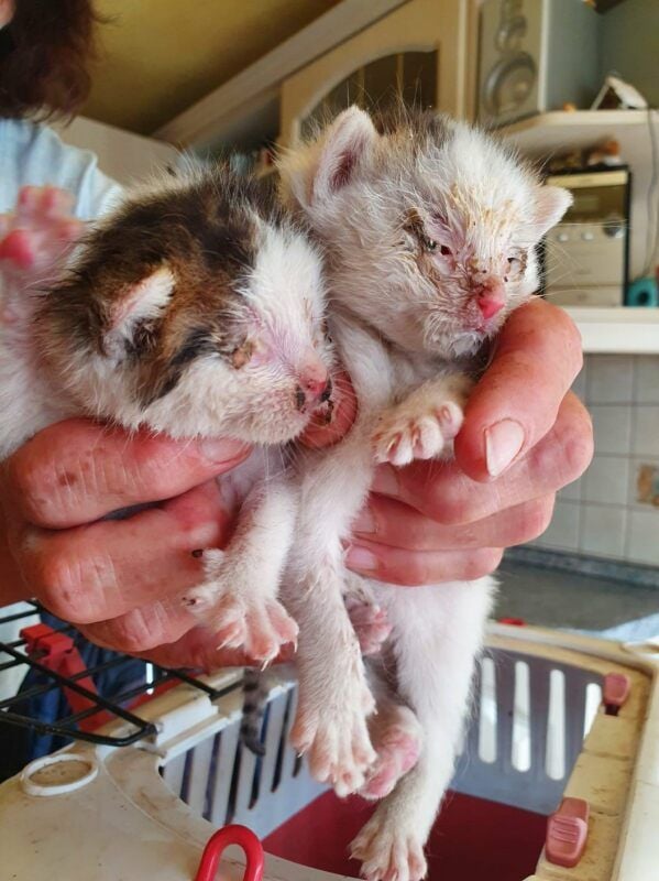 Diese Katzenbabys wurden gerettet.