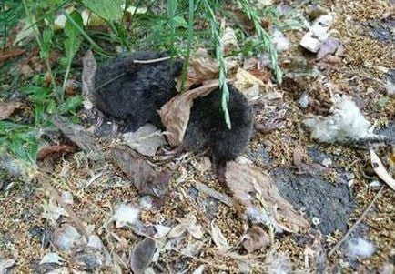 Einer der toten Maulwürfe.