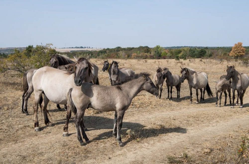 So dürr und braun sah es im Sommer 2018 auf dem Rödel aus. Kein Wunder, dass die Wildpferde ausquartiert werden mussten.