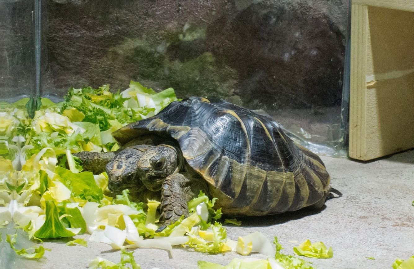 Die zweiköpfige Schildkröte Janus im Naturhistorischen Museum Genf.