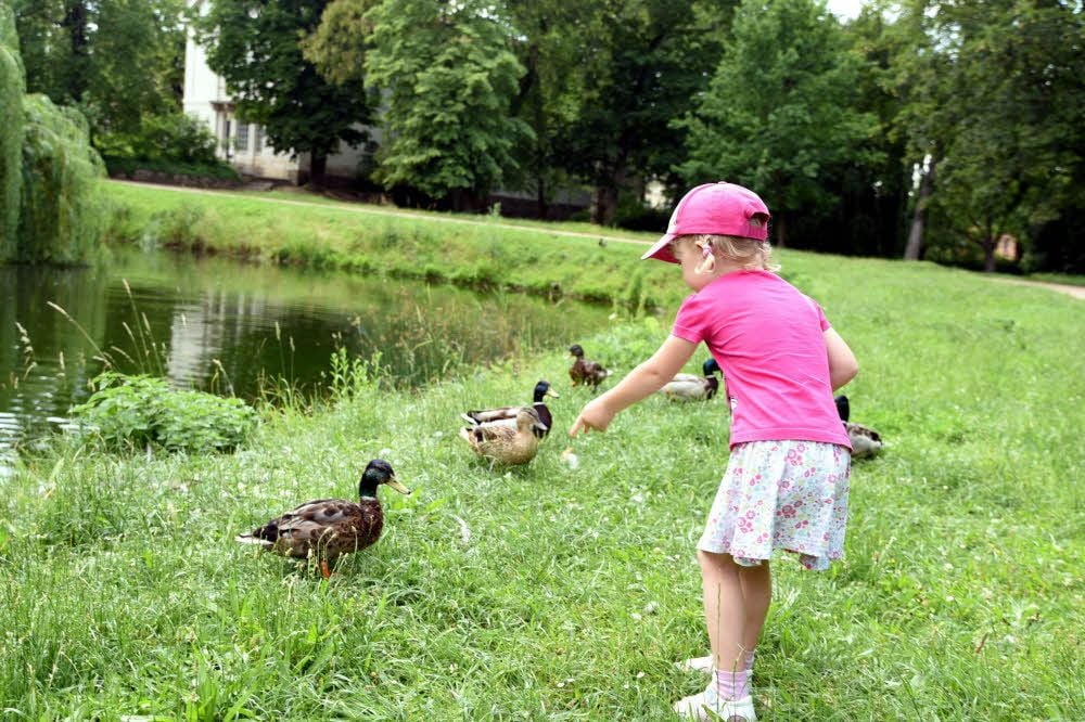 Enten füttern macht Spaß! Das findet auch die kleine Anni. Die Gefahrenabwehrverordnung der Stadt verbietet das Füttern nicht, umstritten ist es dennoch. Denn herumliegendes Brot lockt Ungeziefer an, Brot im Wasser verschlechtert die Wasserqualität im Schlossgraben.