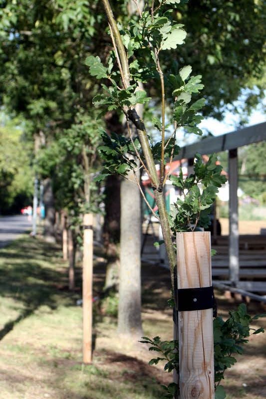 Die Allee im Jessener Scheunenweg hat begonnen, ihr Aussehen zu verändern: Die alten, zunehmend hinfälligen Silberahorn-Bäume wurden vom Bauhof der Elsterstadt mit ersten Säuleneichen unterpflanzt.