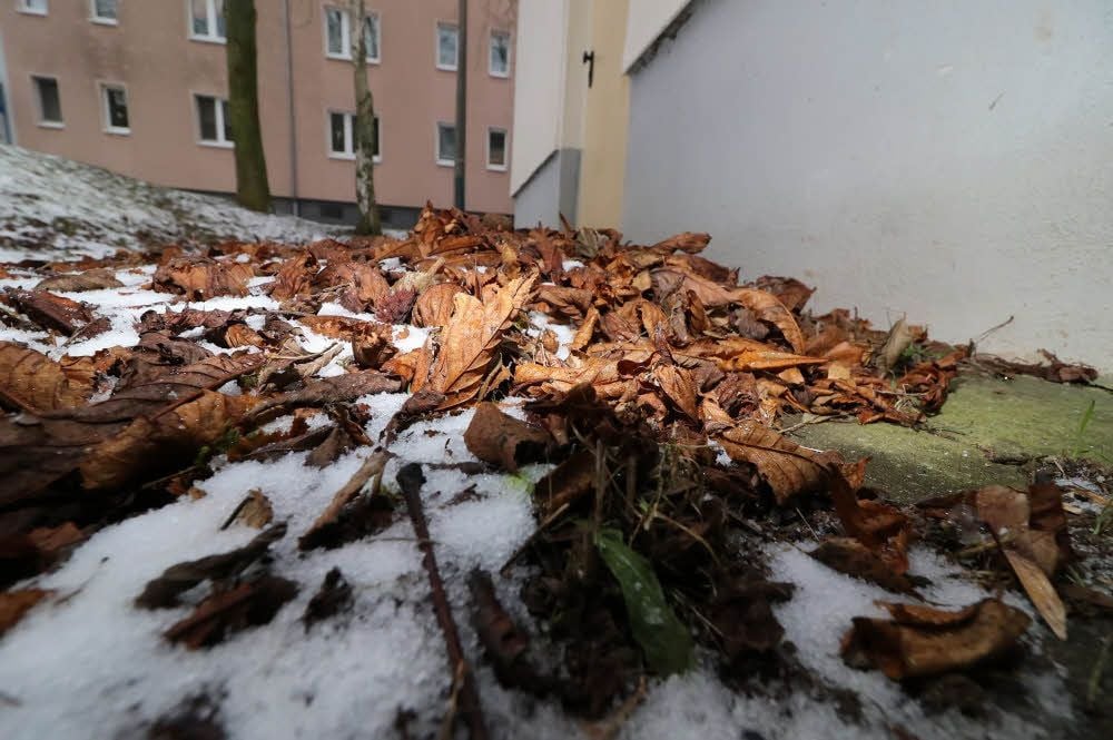 Dieses Laub sorgt für Unmut in der Oberröblinger Straße.
