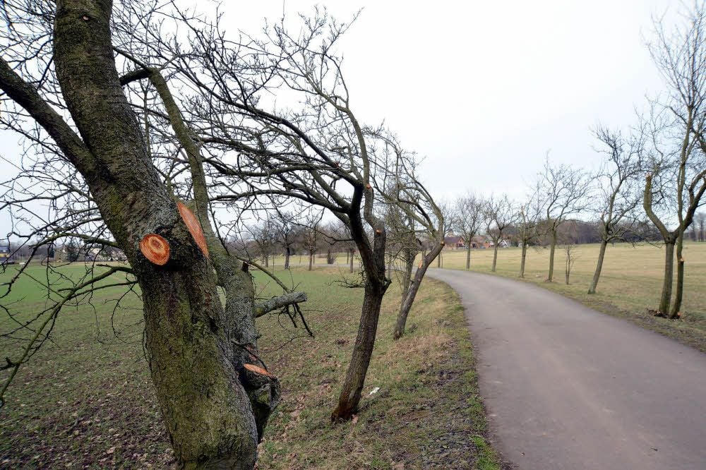 Die Bäume am Weg wurden einseitig radikal beschnitten.