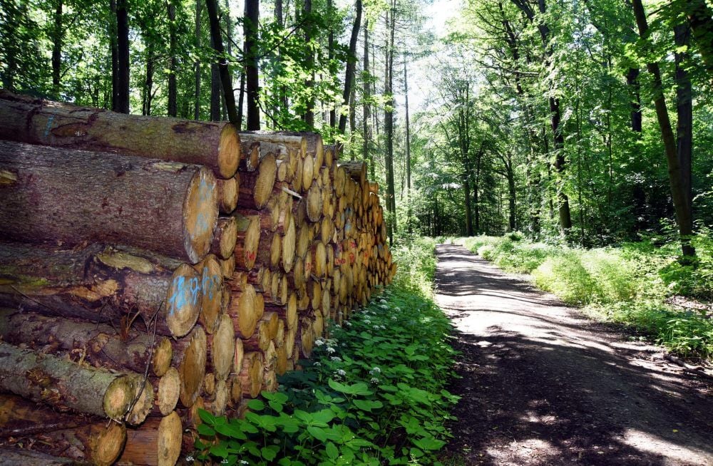 Holzstapel am Wegesrand