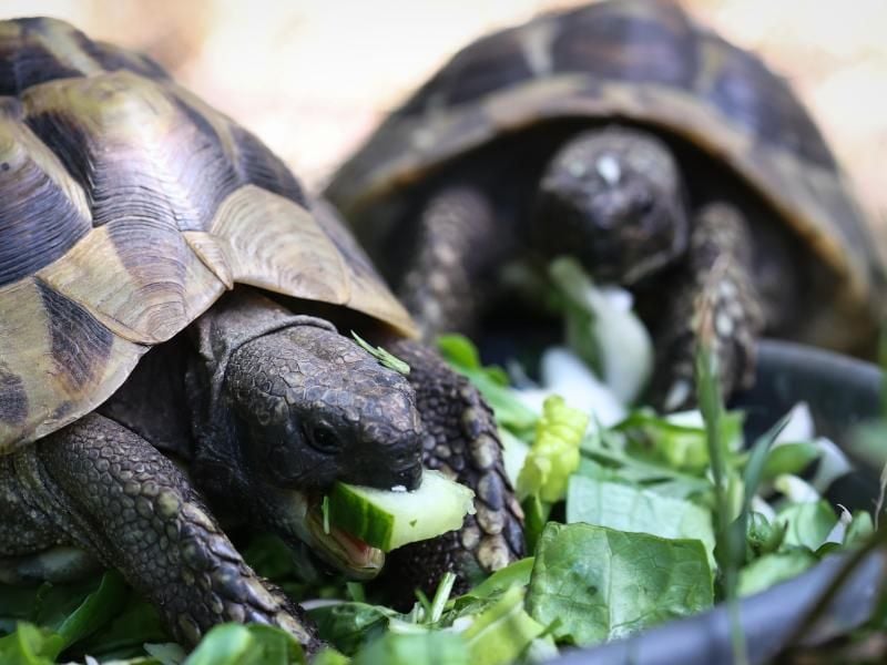 Zwei Griechische Landschildkröten fressen in ihrem Gehege im Hamburger Tierheim. Foto: Christian Charisius/dpa