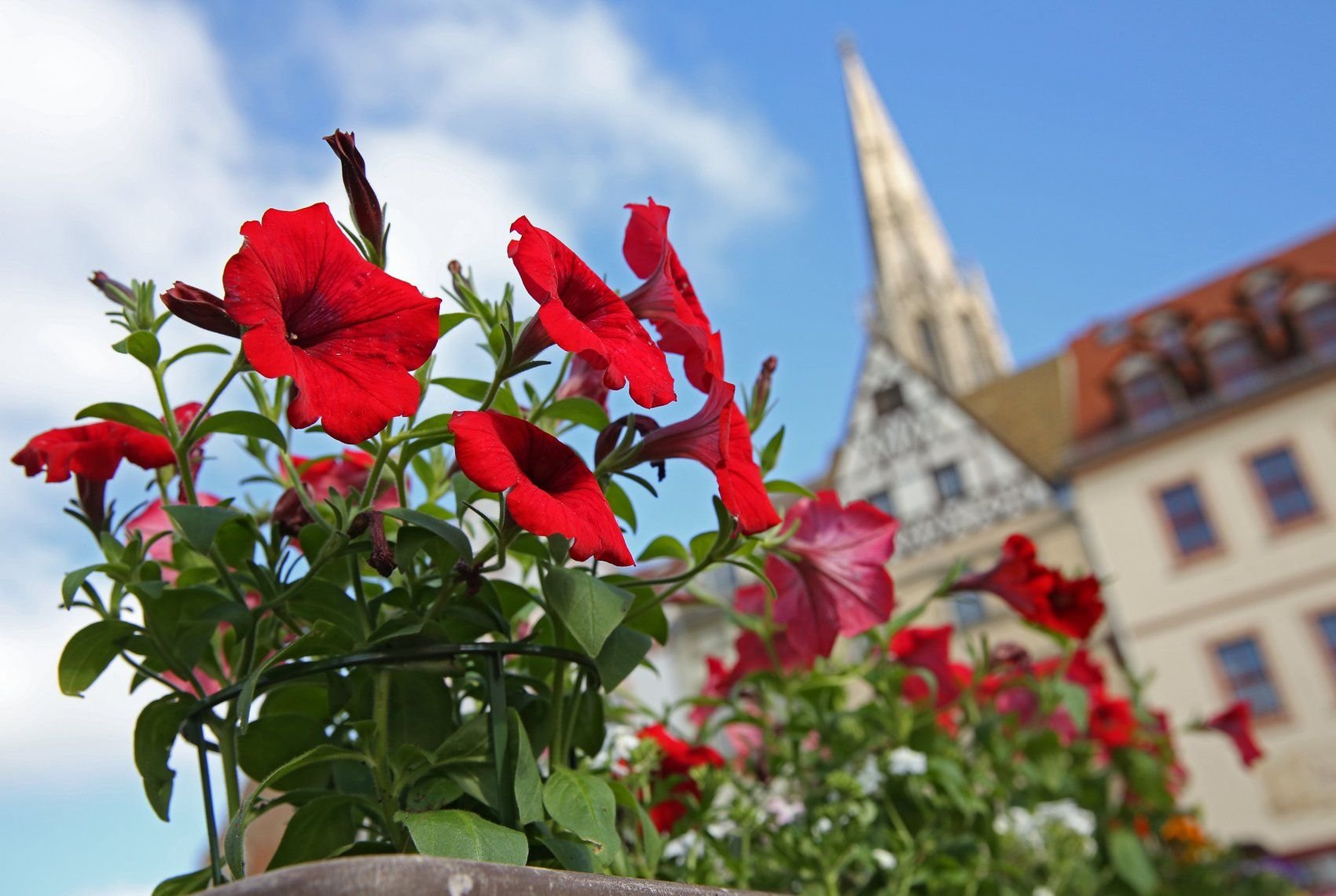 Am Wochenende steigt wieder der Blumen- und Bauernmarkt in Merseburg.