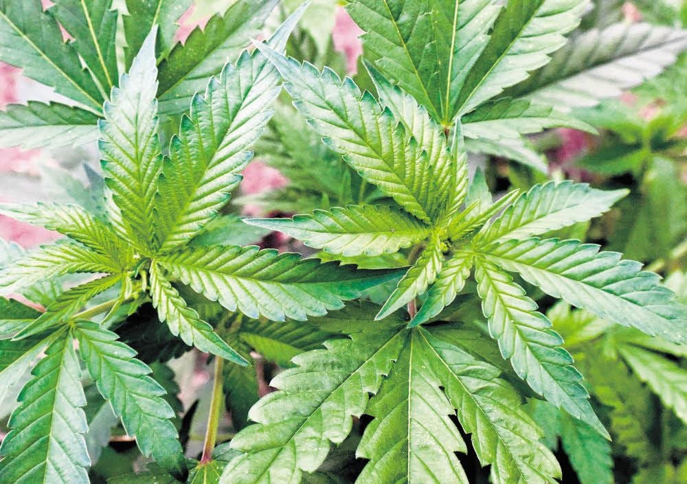 Cannabis ist für schwerstkranke Patienten mit einem speziellen Betäubungsmittel-Rezept in der Apotheke erhältlich.