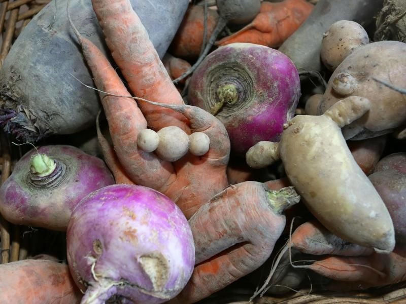 Wurzelgemüse lässt sich sehr gut im Hochbeet ziehen. Das sollte nur über eine ausreichende Höhe verfügen. Foto: Stephanie Pilick