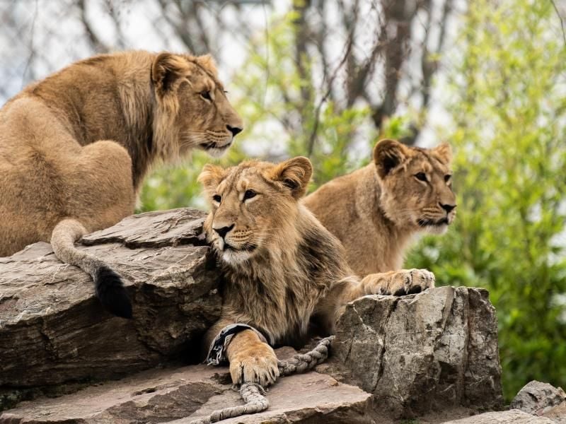 Drei Löwen sitzen in ihrem Gehege im Frankfurter Zoo. Foto: Silas Stein/Archivbild