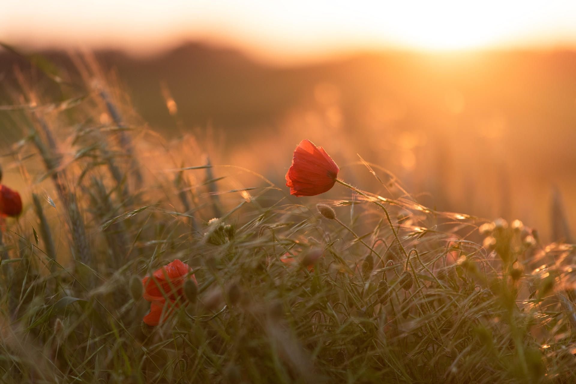 Eine Mohnblume leuchtet im Licht der untergehenden Sonne.