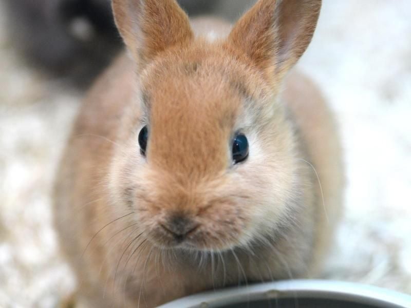 Kaninchen müssen die ganze Zeit über fressen. Ihre Verdauung ist auf ständigen Futternachschub ausgelegt. Foto: Caroline Seidel