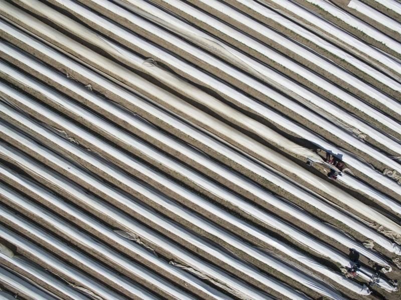 Ein Arbeiter hebt mit Hilfe einer Maschine auf einem Spargelfeld die weiße Abdeckfolie an, um den darunter wachsenden Spargel ernten zu können. Foto: Boris Roessler/dpa/Archivbild