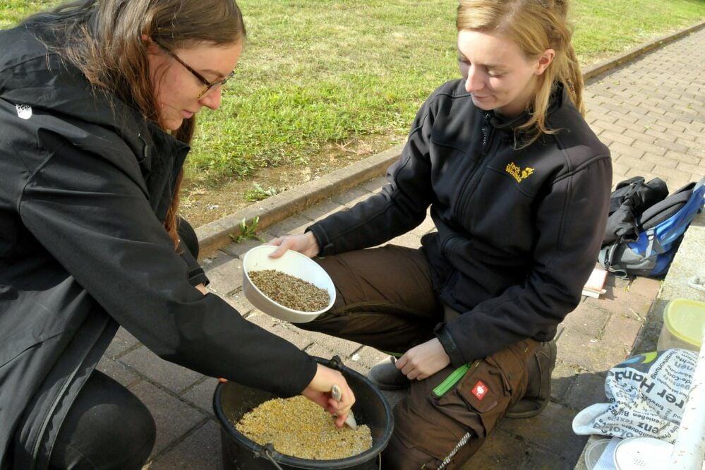 Sophia Padelat (li.) und Lea-Susann Hoßfeld, die in Strenzfeld Naturschutz und Landschaftsplanung studieren, mischen die Samen mit Maisschrot.
