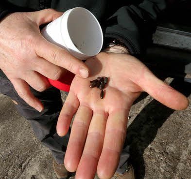 So etwas wird bei der Suche im Wald entdeckt: Puppen des Kiefernspanners und Kokons der Kiefernbuschhornblattwespe.