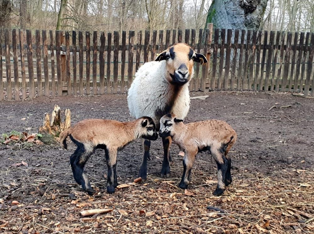 Walbeck: Zwillingsnachwuchs bei den Kamerunschafen im Tierpark