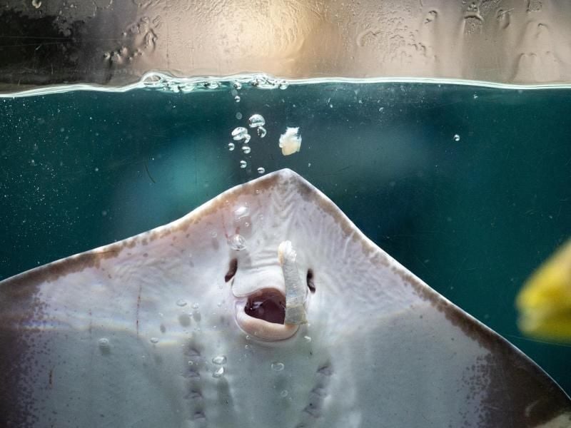 Ein Südlicher Stechrochen frisst im Tropen-Aquarium vom Tierpark Hagenbeck. Foto: Daniel Reinhardt/dpa/Archivbild