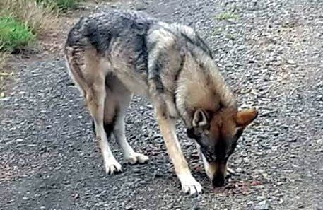 Der Wolfshund