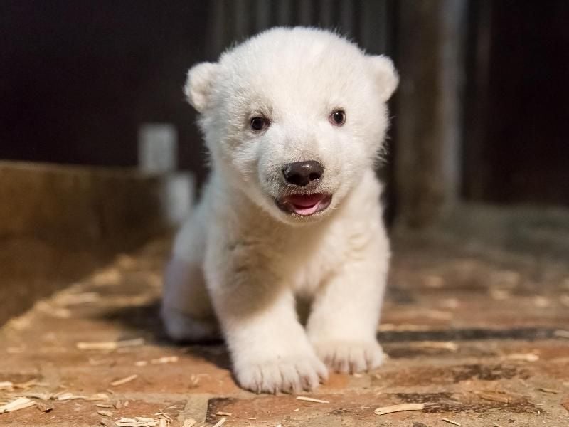 Der kleine Eisbär heißt Fritz. Foto: Tierpark Berlin