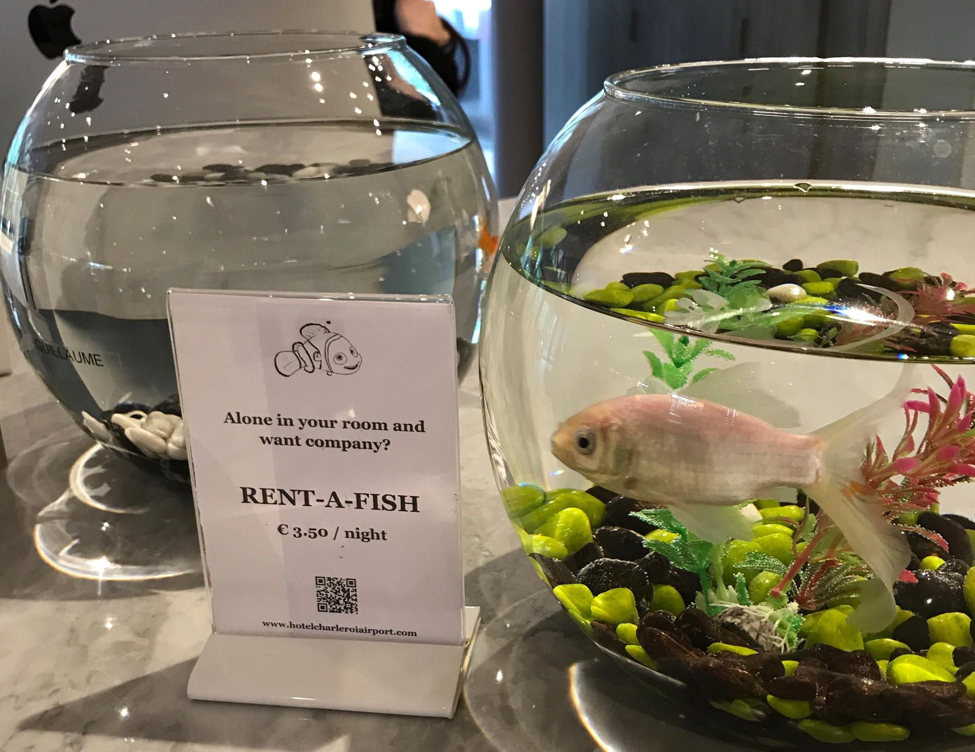 Ob das der Einsamkeit entgegenwirkt? Fisch im Glas.