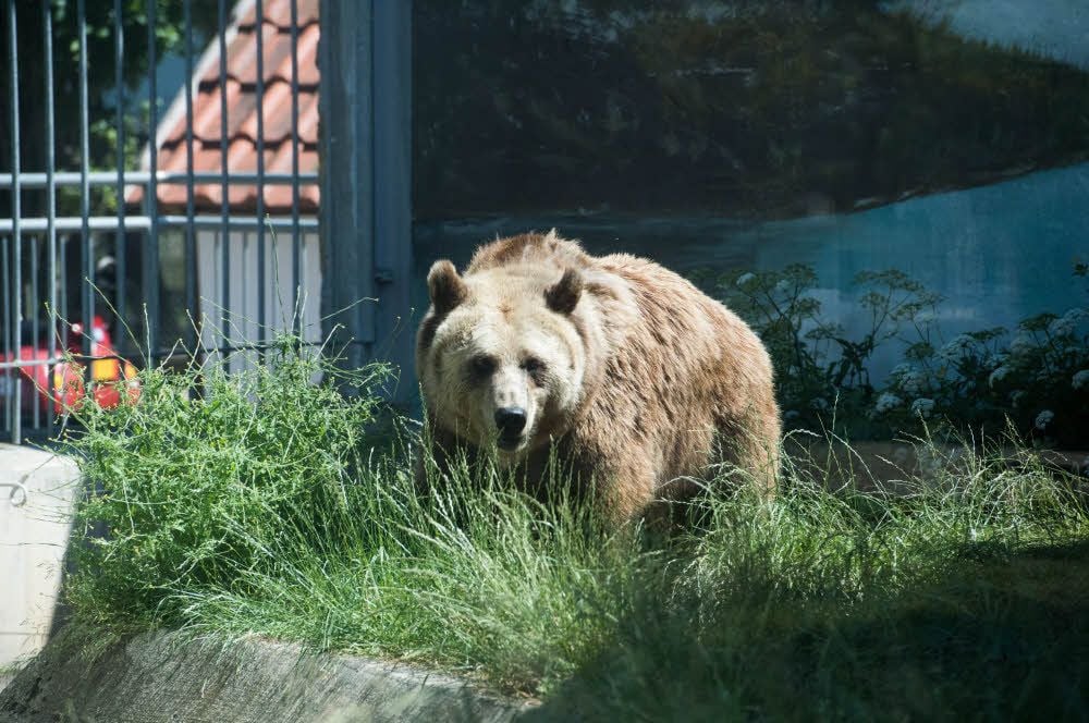 Bärin Anka im Tierpark Bad Kösen.