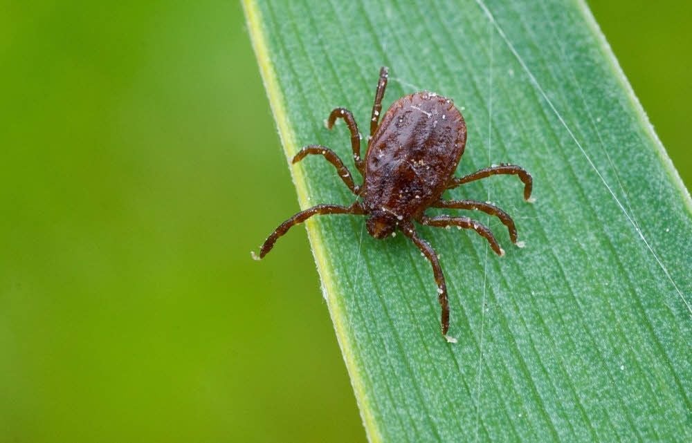 Ihr Biss, der eigentlich ein Stich ist, kann vieles verändern. Zecken übertragen unter Umständen Borreliose.