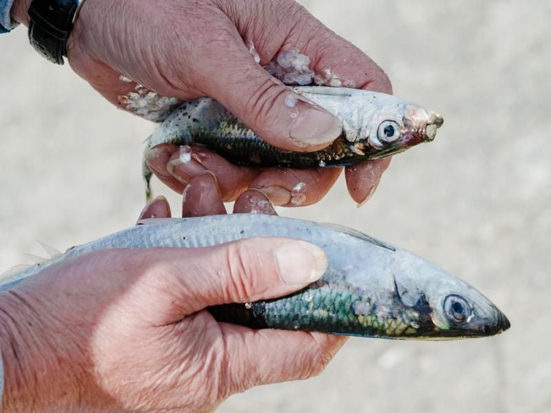 Ein Angler hält zwei aus der Schlei geangelte Heringe in seinen Händen. Foto: Markus Scholz/Archiv
