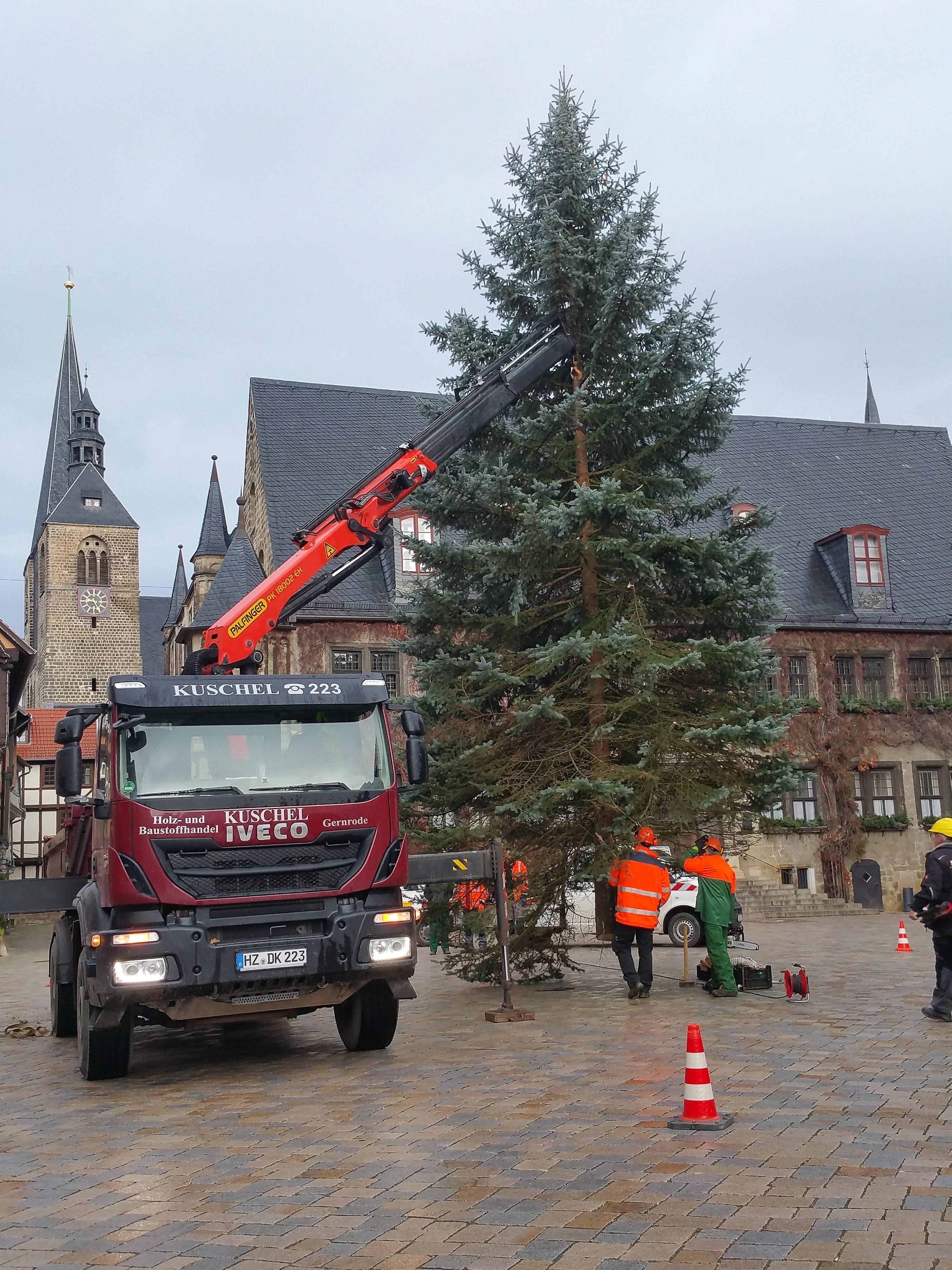 Der Weihnachtsbaum 2016 - eine Blaufichte aus dem Friedrichsbrunner Forst