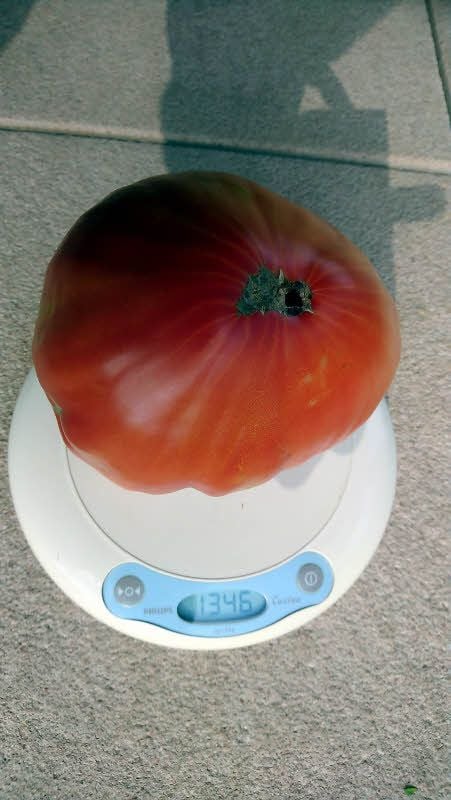 Das ist das Schwergewicht aus Egeln.