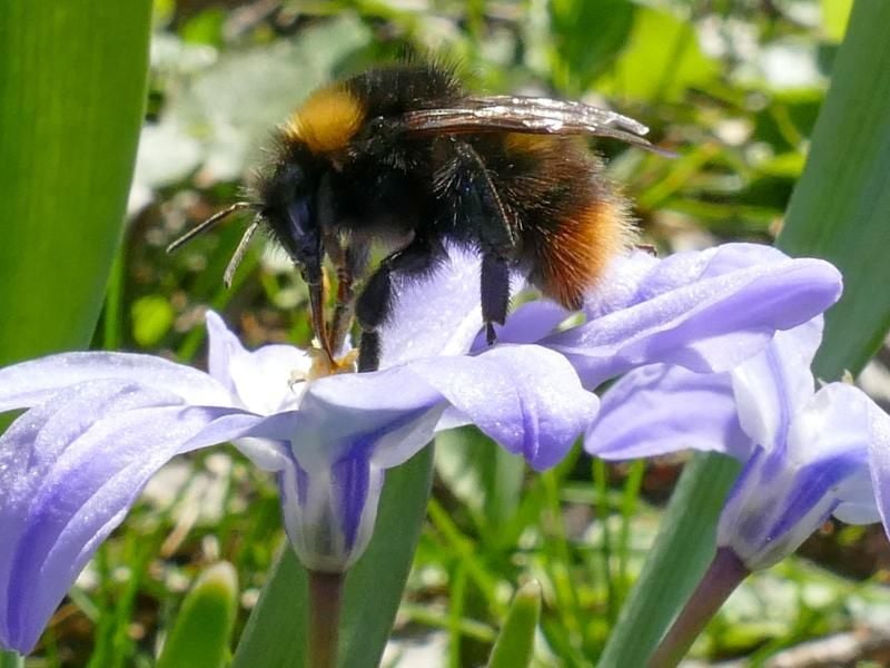 Der Schneeglanz (Chinodoxa) ist dank seines süßen Nektars bei Insekten sehr beliebt. Foto: Armin Weigel