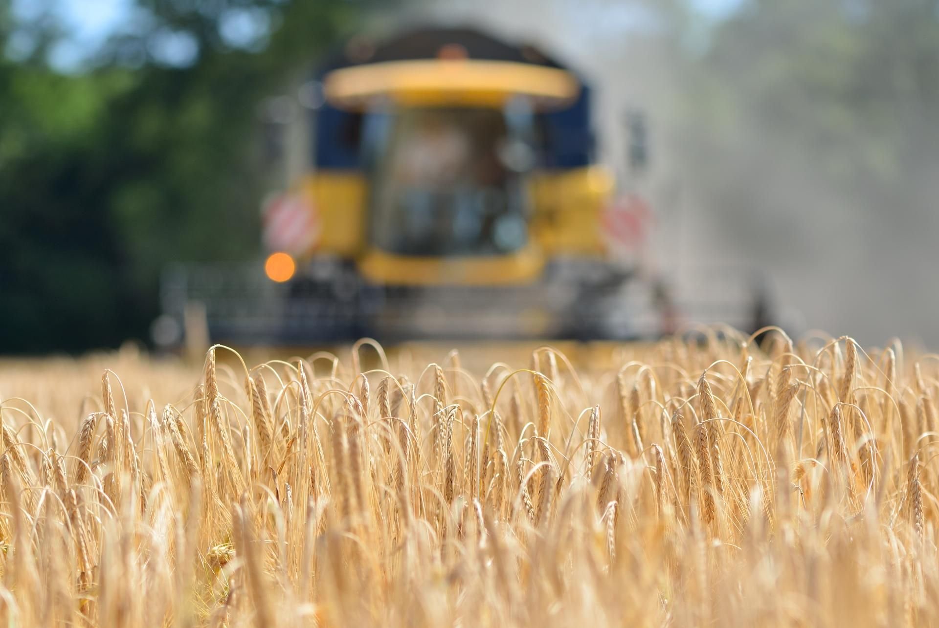 Bei Grimma ist ein Mann beim Schlaf in einem Feld von einem Mähdrescher erfasst worden. (Symbolbild)