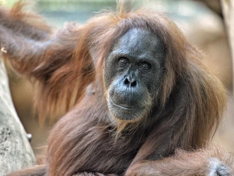 Das Orang-Utan-Weibchen Djambi in seinem Gehege im Frankfurter Zoo. Foto: Jutta Hof/Zoo Frankfurt