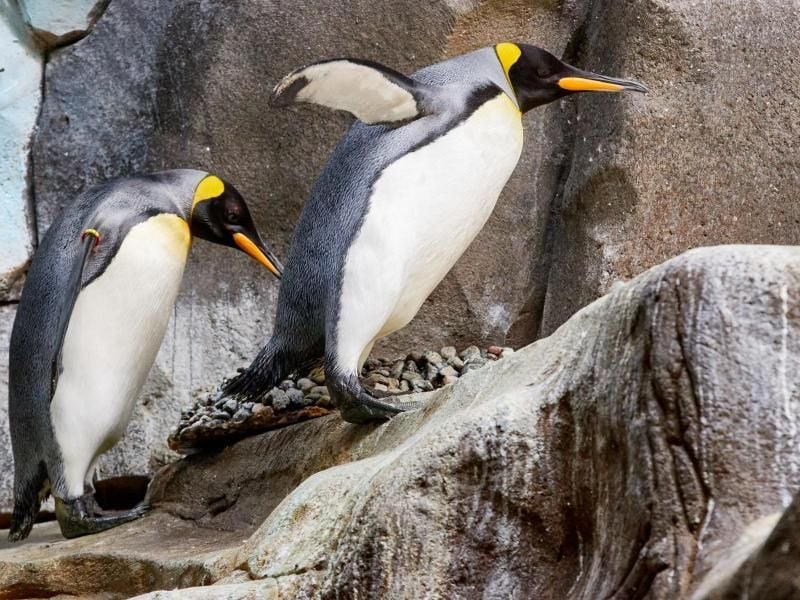 Zwei Königspinguine gehen auf einem Felsen im Eismeer im Tierpark Hagenbeck. Foto: Georg Wendt/dpa/Archivbild
