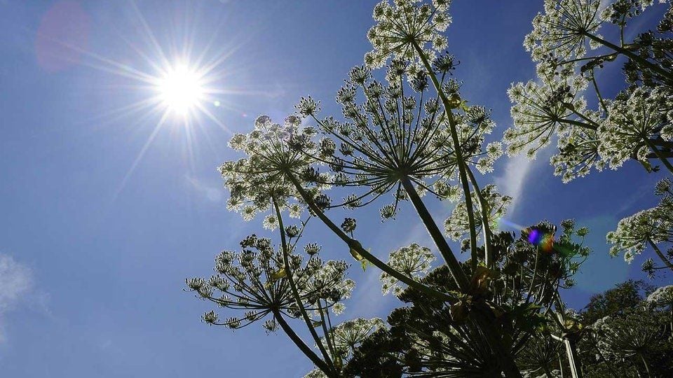 Bis zu vier Meter kann er groß werden: Der gefährliche Riesenbärenklau trägt seinen Namen zu Recht.
