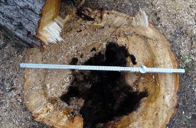 Die Weißfäule macht den Baum im Inneren des Stammes hohl oder verwandelt das Holz in Mehl.