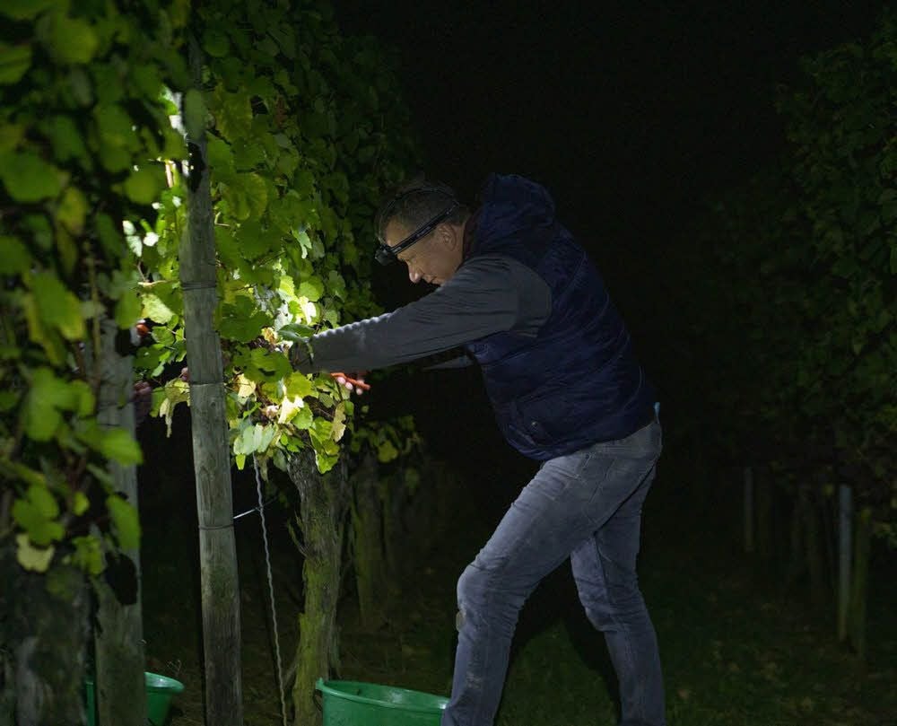 Ernten mit Kopflampe: Matthias Kirmann bei der Mondweinlese im Jahr 2017.