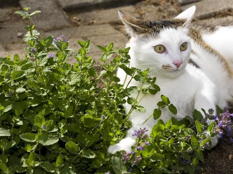 Schnurren und entspannen: Katzenminze können die meisten Katzen nicht widerstehen. Foto: Jens Schierenbeck