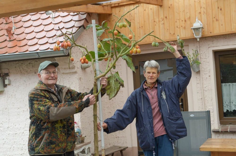 Kornelia und Helmut Horn mit ihrer Baumtomate, die zurzeit erstmals Früchte trägt.