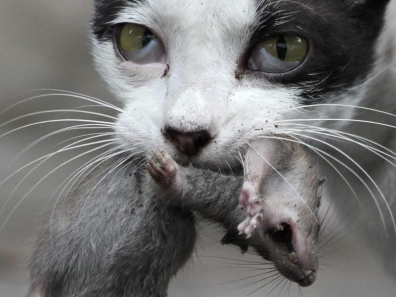 Den Forschern zufolge müssen bestimmte Voraussetzungen erfüllt sein, damit eine Katze eine große Ratte tötet: „Die Katze muss hungrig sein, darf keine weniger riskante Nahrungsquelle haben und muss die Ratte normalerweise überraschen.” Foto: Rungroj Yongrit/EPA
