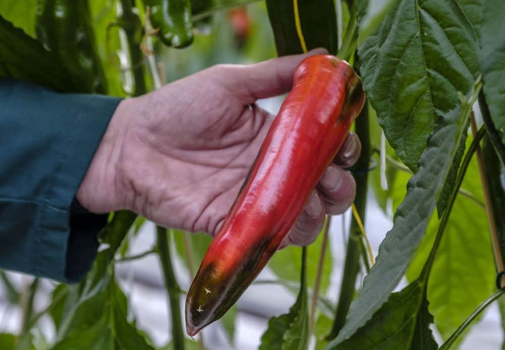 Die Ernte der ersten Gemüse-Paprika in Wittenberg hat bei Wittenberg Gemüse wie die Tomaten-Ernte bereits begonnen. Im Werksverkauf können Kunden schon testen.