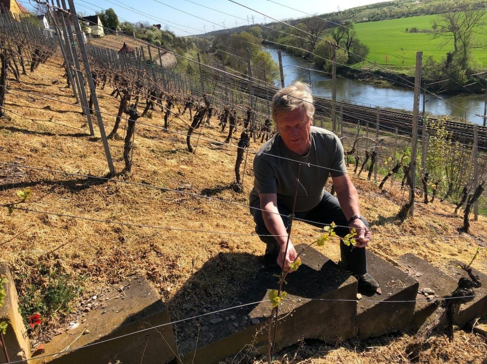 Hans-Werner Habelmann begutachtet die Pflanzen auf seinem Weinberg in Burgwerben.