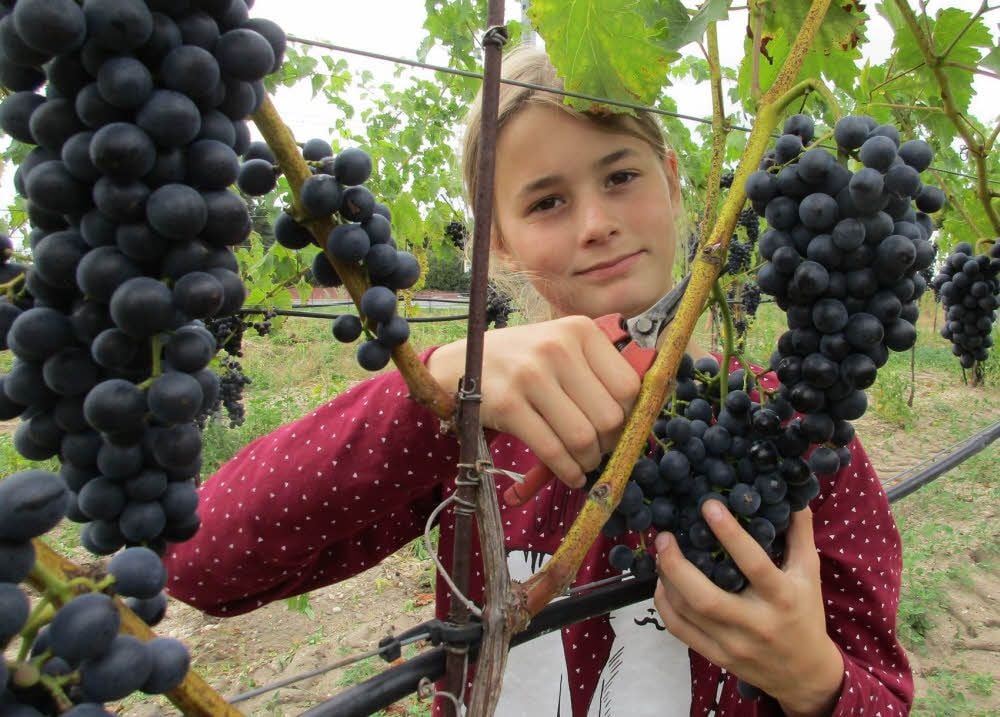 Anabel Hanke (13 Jahre), Tochter von Sandra und Frank Hanke, bei der Lese von Tafeltrauben der blauen Sorte Muscat bleu