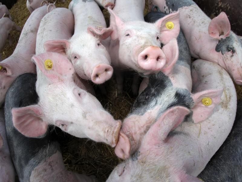 Die artgerechte Haltung von Nutztieren könnte teurer werden. Foto: picture alliance / dpa