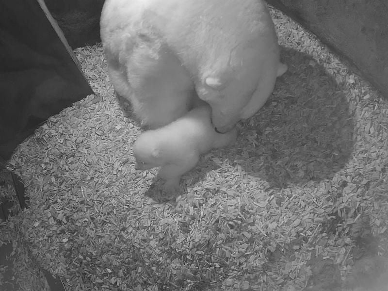 Die Eisbärin Milana und ihr noch namenloser Nachwuchs in der Wurfhöhle. Foto: --/Erlebnis-Zoo Hannover/dpa