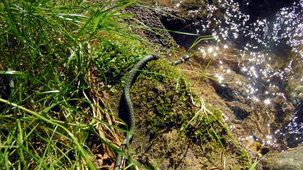 Die Ringelnatter wird am Froser See in die Wildnis entlassen.