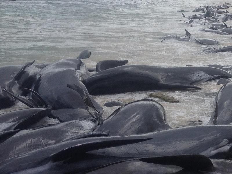 Mehr als 150 Kurzflossen-Grindwale strandeten am Strand von Hamelin Bay. Foto: Parks And Wildlife Service/WA DEPARTMENT OF BIODIVERSITY